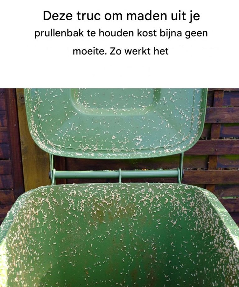 492331210 122131673168646154 1943231543426946559 N