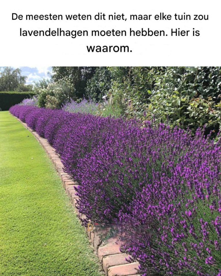 493067479 122132528228646154 7046008691411057814 N