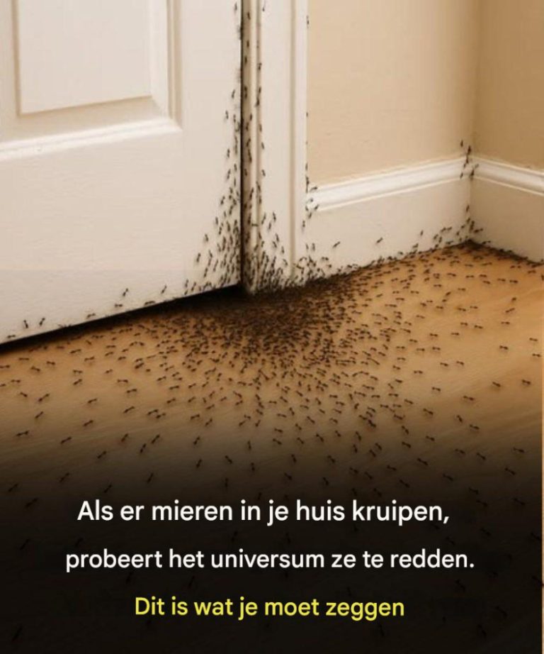 493157431 122131670612646154 2225566309930899090 N (1)